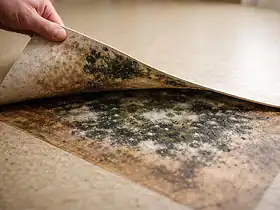 Moisissure sous lino : causes, risques et solutions pour assainir durablement 15 Moisissure sous lino